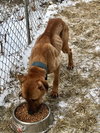 Temo - ADOPTED 10.19.18