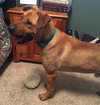 Temo - ADOPTED 10.19.18