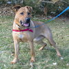 Temo - ADOPTED 10.19.18