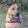 Temo - ADOPTED 10.19.18