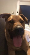 Temo - ADOPTED 10.19.18