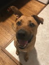 Temo - ADOPTED 10.19.18