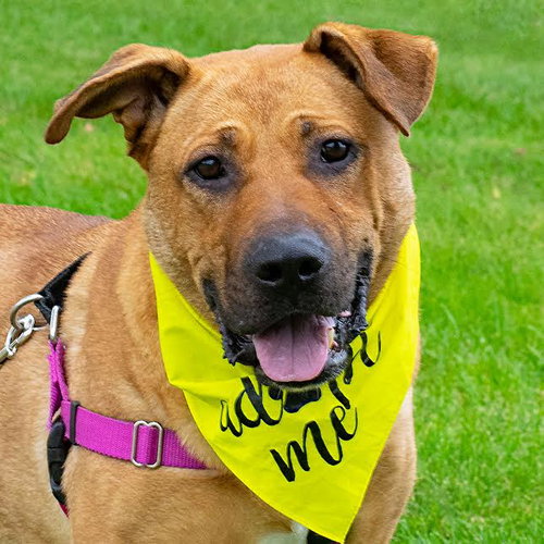 Temo - ADOPTED 10.19.18