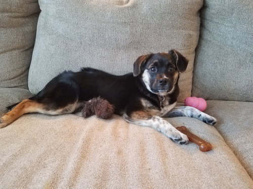Austin - ADOPTED 02.15.17