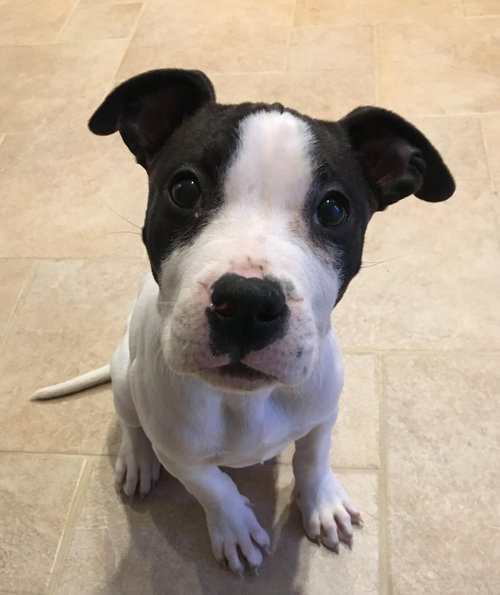 Soley - ADOPTED 02.25.17