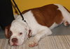 Zq Litter - Doggo - ADOPTED 03.25.17