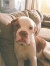 Zq Litter - Doggo - ADOPTED 03.25.17