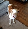 Zq Litter - Doggo - ADOPTED 03.25.17