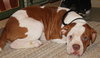 Zq Litter - Tatsoo - ADOPTED 03.11.17