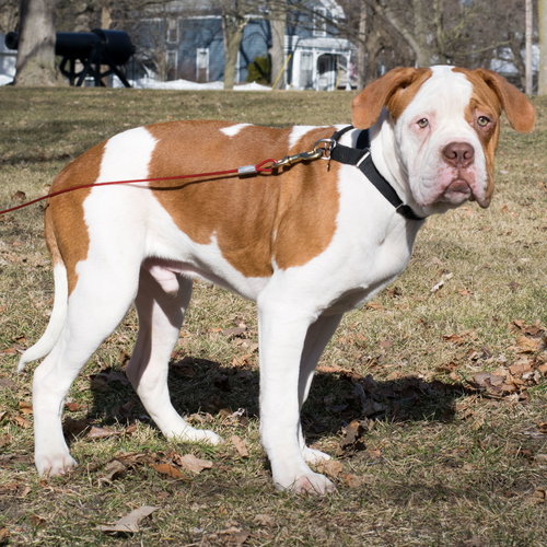 Zq Litter - Tatsoo - ADOPTED 03.11.17
