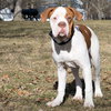 Zq Litter - Tatsoo - ADOPTED 03.11.17