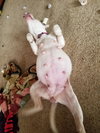 Br Litter Madonna (Mom) - ADOPTED 10.06.17