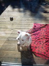 Br Litter Madonna (Mom) - ADOPTED 10.06.17