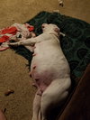 Br Litter Madonna (Mom) - ADOPTED 10.06.17