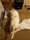 Br Litter Madonna (Mom) - ADOPTED 10.06.17