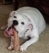Br Litter Madonna (Mom) - ADOPTED 10.06.17