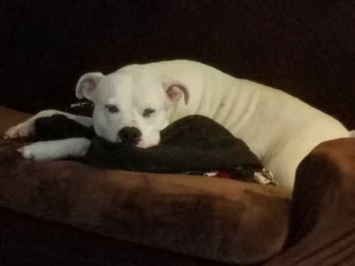 Br Litter Madonna (Mom) - ADOPTED 10.06.17