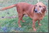 Fidelis - ADOPTED 03.25.17