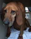 Fidelis - ADOPTED 03.25.17
