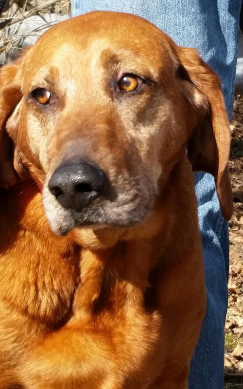Fidelis - ADOPTED 03.25.17
