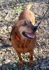 Fidelis - ADOPTED 03.25.17