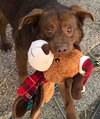 Dominic - ADOPTED 07.07.17