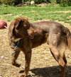 Dominic - ADOPTED 07.07.17