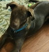Dominic - ADOPTED 07.07.17