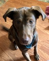 Dominic - ADOPTED 07.07.17