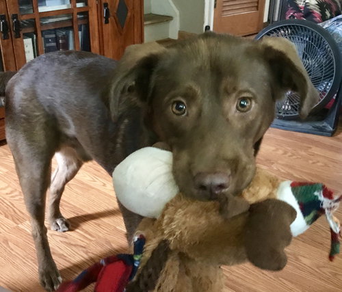 Dominic - ADOPTED 07.07.17