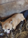 Romy - ADOPTED 03.03.17