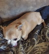 Romy - ADOPTED 03.03.17