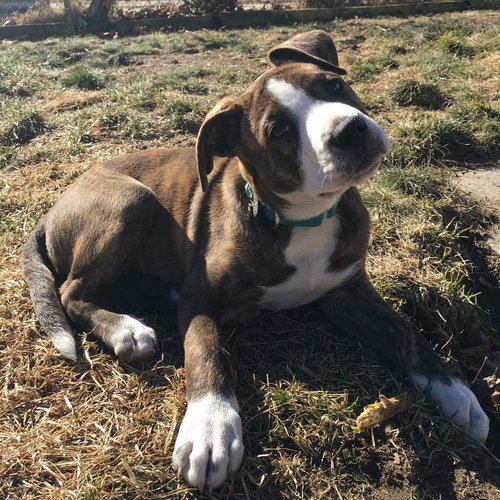 Claddagh - ADOPTED 02.25.17
