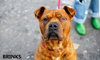 Brinks - ADOPTED 07.20.17