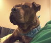 Brinks - ADOPTED 07.20.17