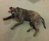 Brinks - ADOPTED 07.20.17