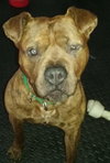 Brinks - ADOPTED 07.20.17