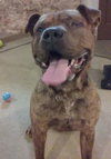 Brinks - ADOPTED 07.20.17