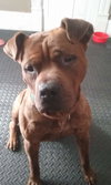 Brinks - ADOPTED 07.20.17