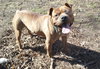 Brinks - ADOPTED 07.20.17