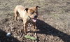 Brinks - ADOPTED 07.20.17