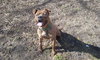 Brinks - ADOPTED 07.20.17