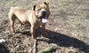 Brinks - ADOPTED 07.20.17