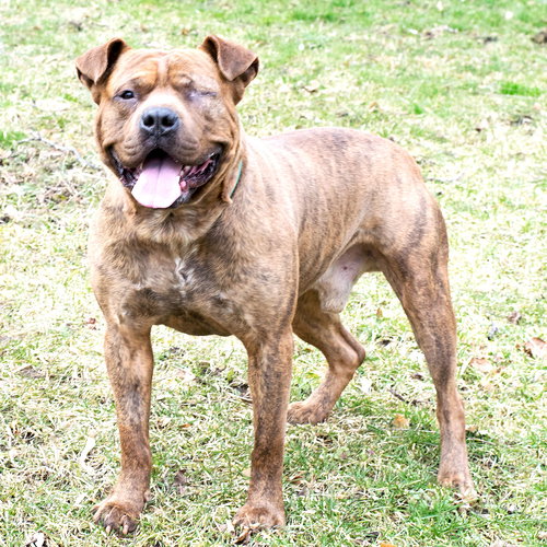 Brinks - ADOPTED 07.20.17