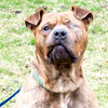 Brinks - ADOPTED 07.20.17