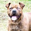 Brinks - ADOPTED 07.20.17