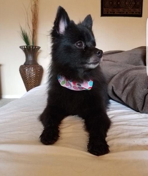 Bonita - ADOPTED 03.10.17
