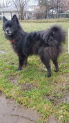 Bonita - ADOPTED 03.10.17