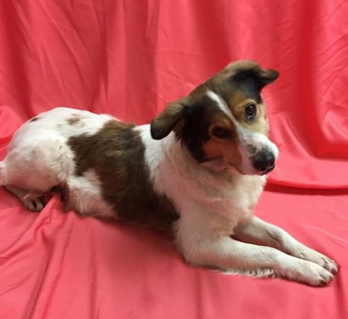 Dory - ADOPTED 08.11.20
