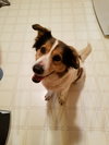 Dory - ADOPTED 08.11.20